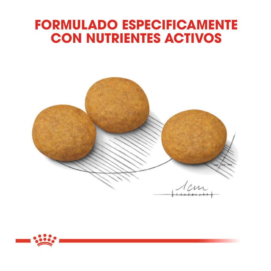 12 kg Royal Canin Dermacomfort Medium pienso para perros, , large indicador imagen numero 4
